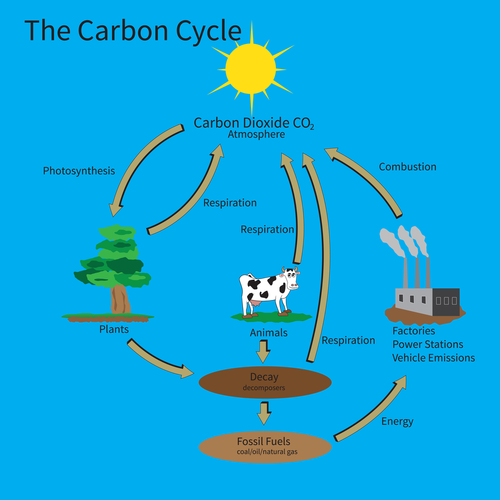 Understand The Carbon Cycle Worksheet - EdPlace