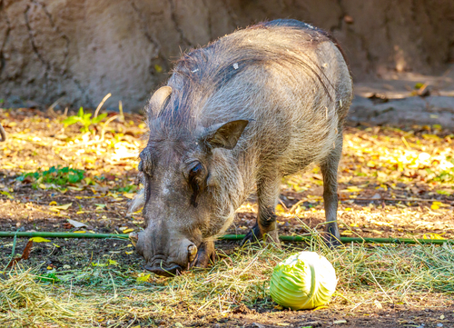 a big warty hairy boar