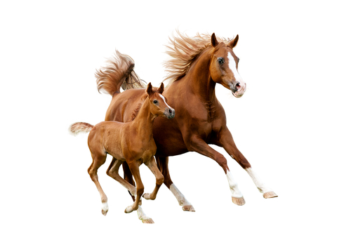 brown adult horse with foal