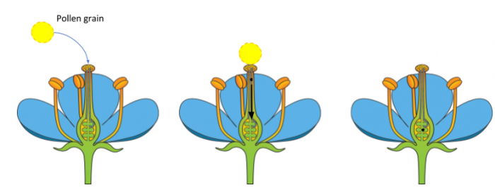 Image of fertilisation of flowers