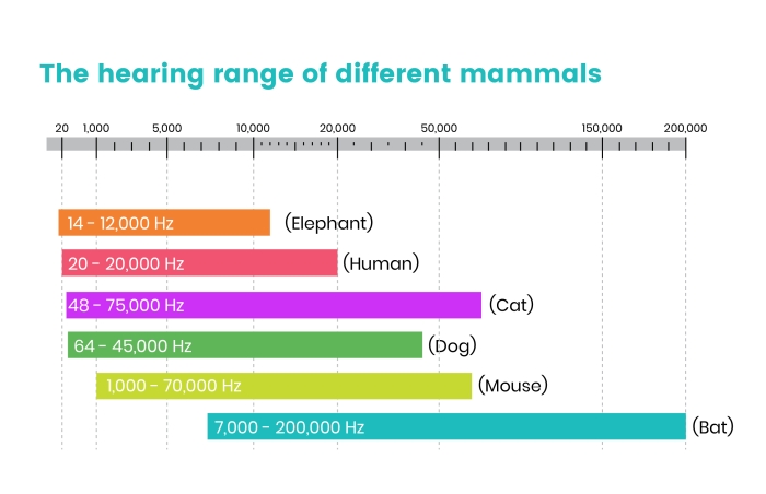 chart showing the hearing ranges of elephant, human, cat, dog, mouse, and bat