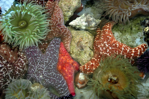 Rock pool with anenomes