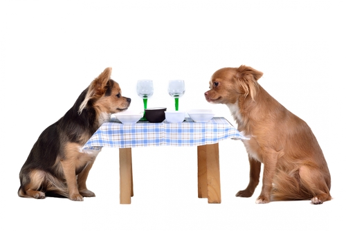 two chihuahua dogs at a cafe table