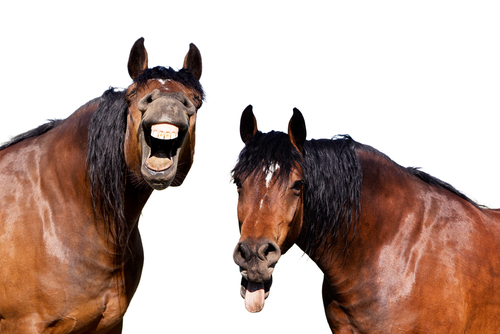 Image of two horses laughing