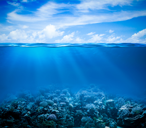 A picture of the sea and the coral under it.