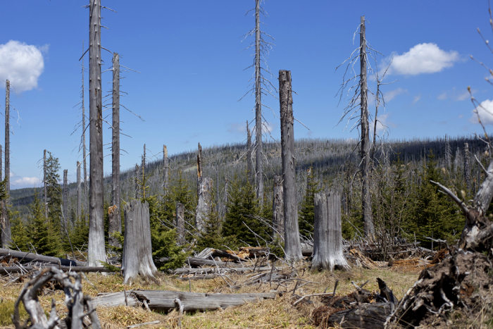 Acid rain damage to a forest