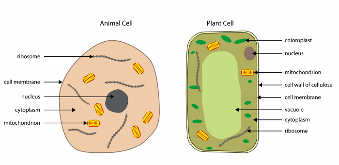 Image of animal cell and plant cell