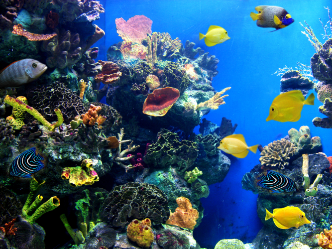 Image of a coral reef