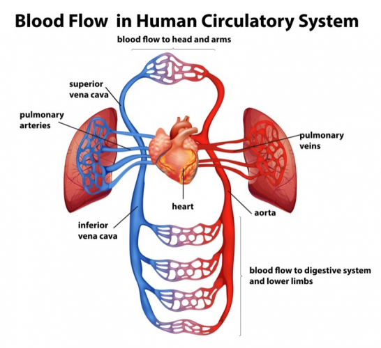 Image of the circulatory system
