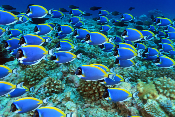 Lots of angel fish in a coral reef