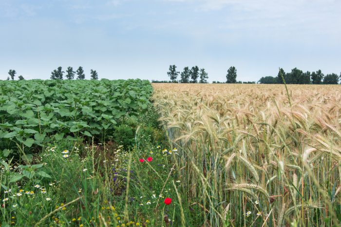 Two different fields - one with great biodiversity and one with none