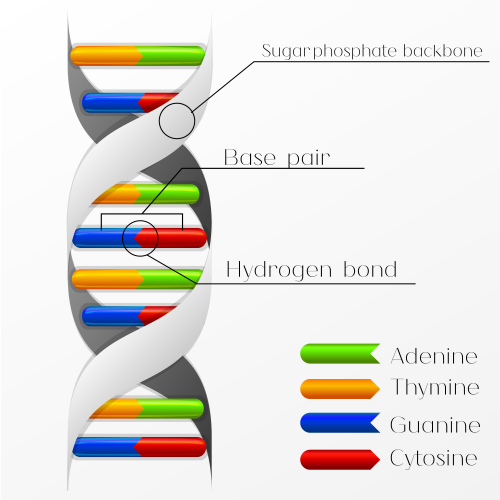 The double helix of DNA