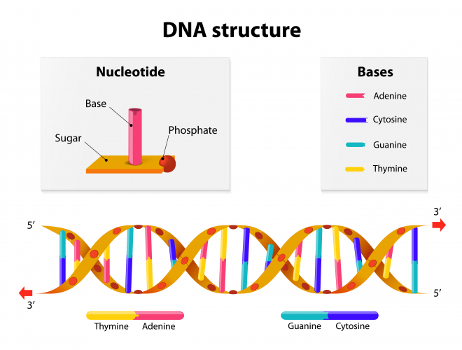 Structure of DNA