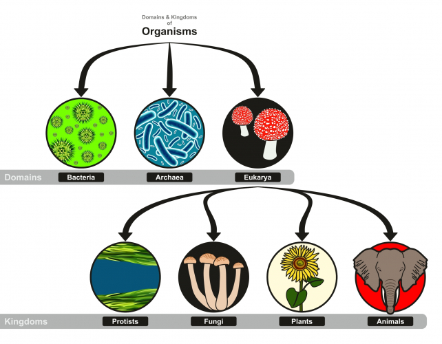 Classification - the different kingdoms