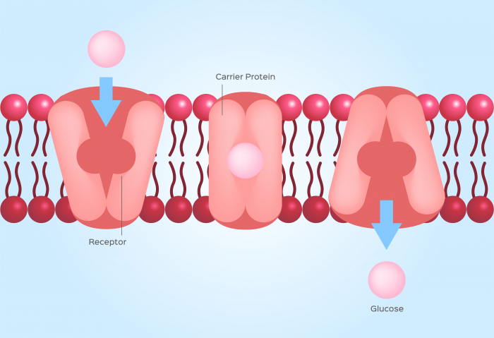 Image of carrier proteins and active transport