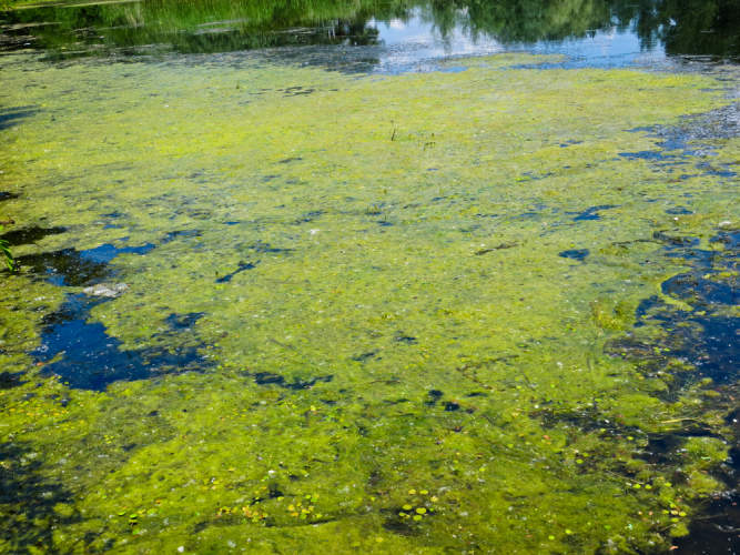 Algae on a pond