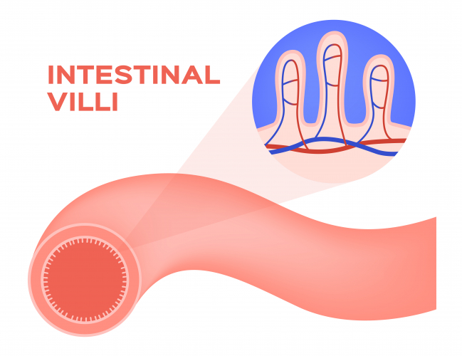 Image of villi in intestine