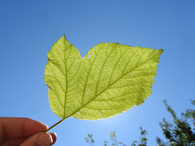 A leaf