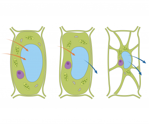 Image of plant cells in different concentrations of water