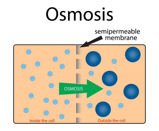 Image of particles moving via osmosis