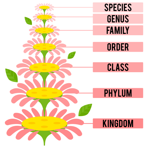 Classification hierarchy