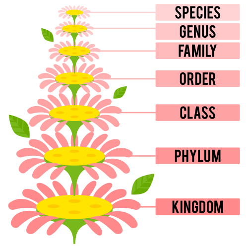 Classification hierarchy