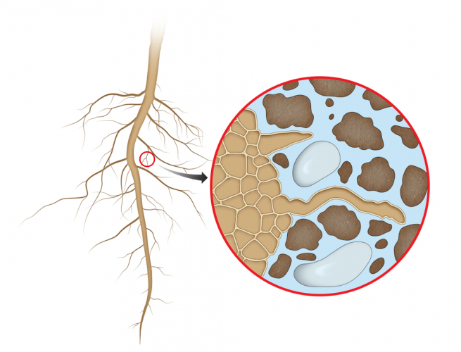 Root absorption