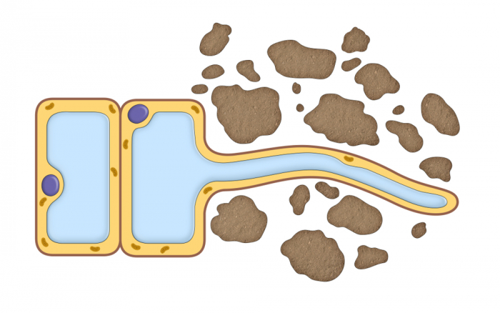 A root hair cell