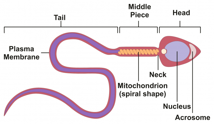 Picture of a sperm cell