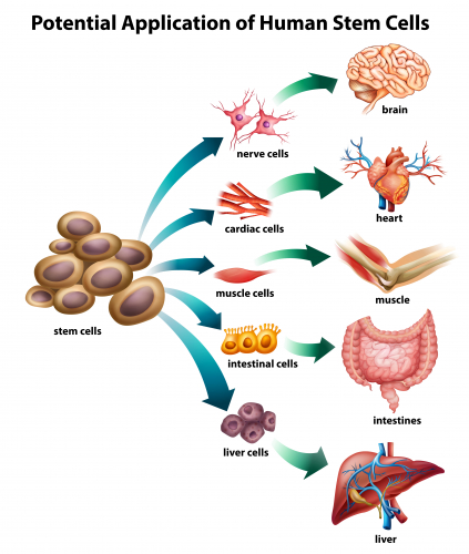 Image showing uses of stem cells