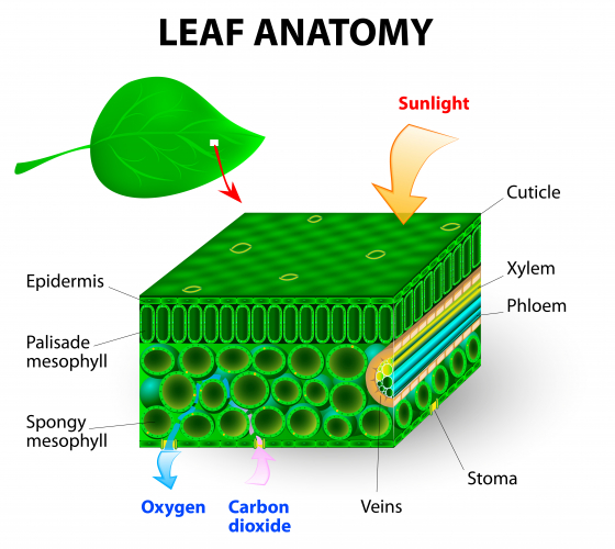 Picture of leaf anatomy including xylem and phloem vessels