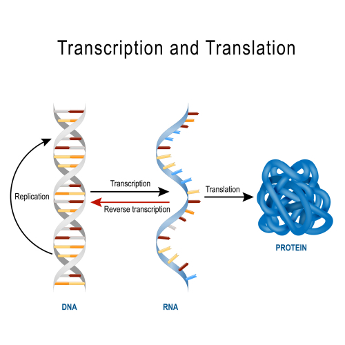 Transcription and Translation