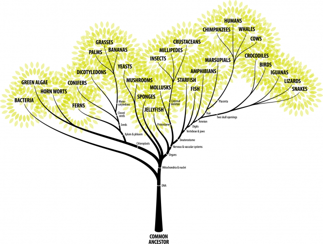 An evolutionary tree