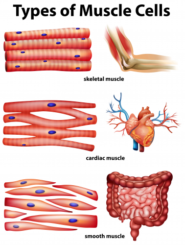 Picture of the three types of muscle cell