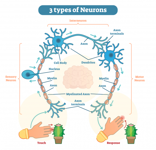 Three types of neurones