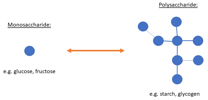 The structure of carbohydrates