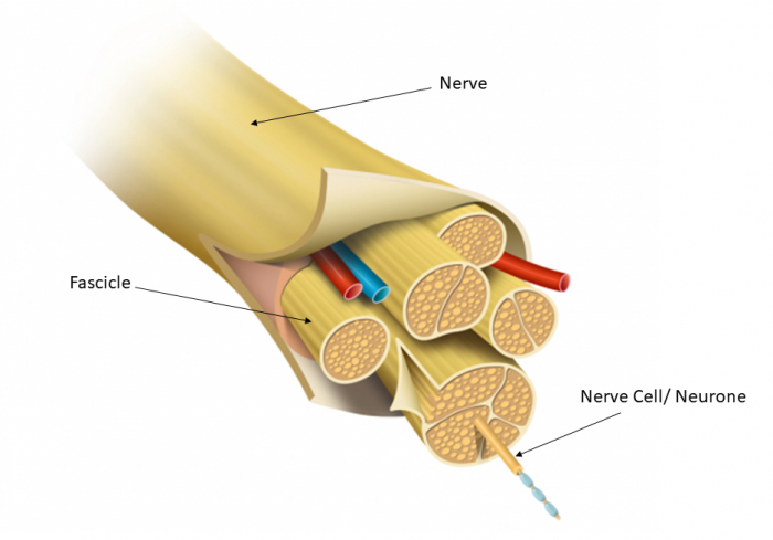 A nerve bundle
