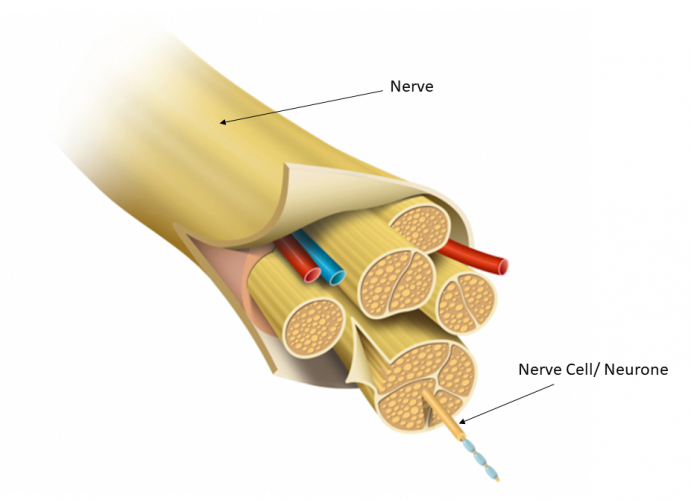 A nerve bundle