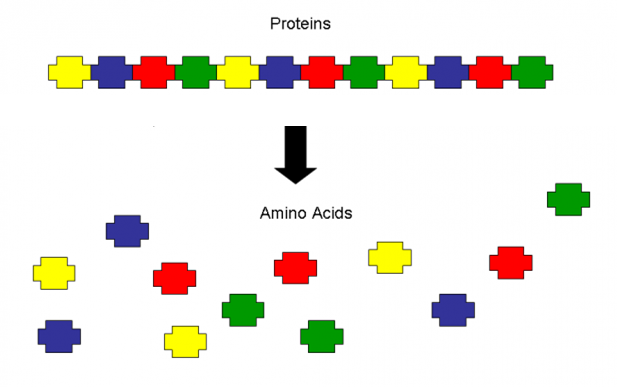 The structure of proteins