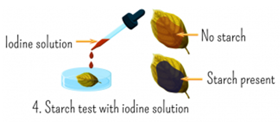 Test for iodine