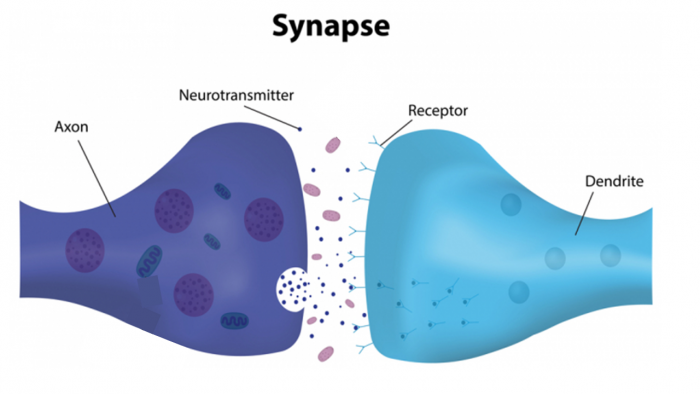 A synapse