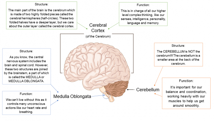 The brain