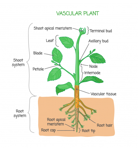 Image of plant showing the root and shoot system