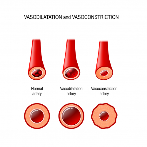 Vasodilation and vasoconstriction