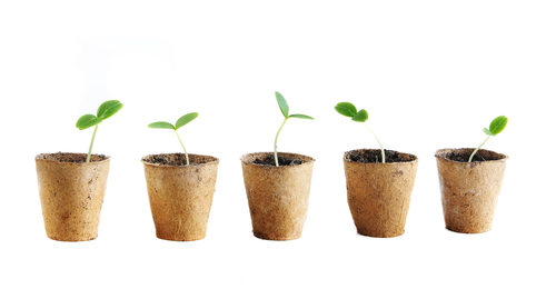 seedlings in pots