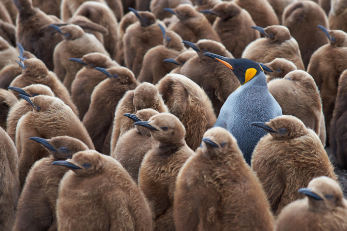 fluffy baby penguins