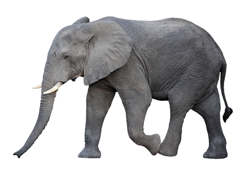 adult african elephant