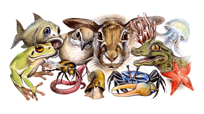 animals drawing