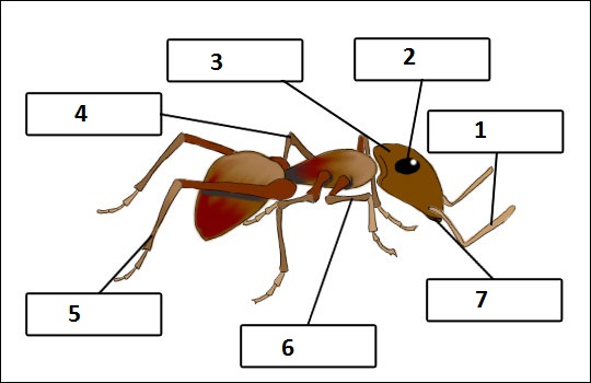 major anatomical features of insects worksheet Grasshopper dissection introduction: insects are examine the entire grasshopper and identify the major external grasshopper anatomy. major anatomical features of insects worksheet Grasshopper dissection introduction: insects are examine the entire grasshopper and identify the major external grasshopper anatomy.