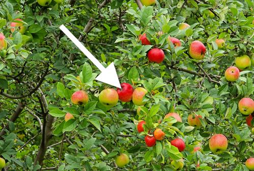 apple tree pointing arrow